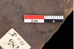 Foto (Detailsansicht) von Quercus palaeoilex Ettingshausen (NHMW-GEO-2024-0188-0785)